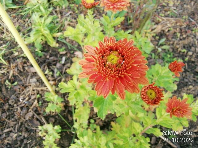 Winterasten - 30.10.2022 !!! Gartenschau - Sonntagsbilder 2022 !!!   Temperaturen: Früh 6:16 11,3 Grad / 11:21h 15,3° / 13:33 h 21,9° plus