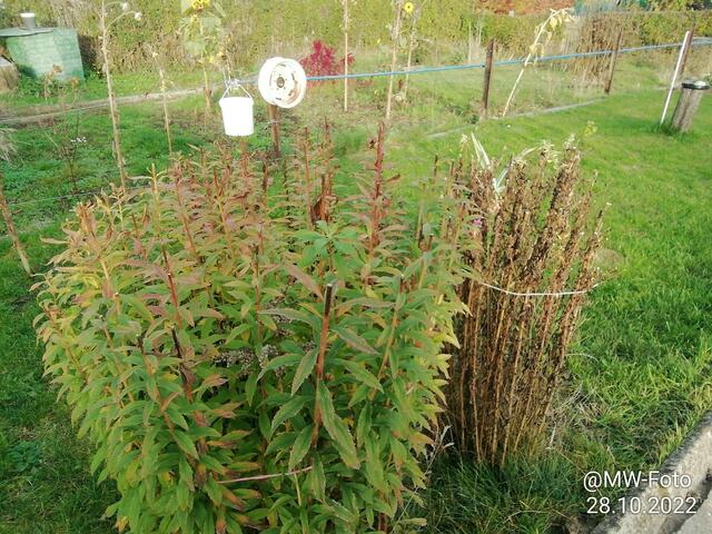 Goldrute und Herbstaster sind verblüht - 30.10.2022 !!! Gartenschau - Sonntagsbilder 2022 !!!   Temperaturen: Früh 6:16 11,3 Grad / 11:21h 15,3° / 13:33 h 21,9° plus