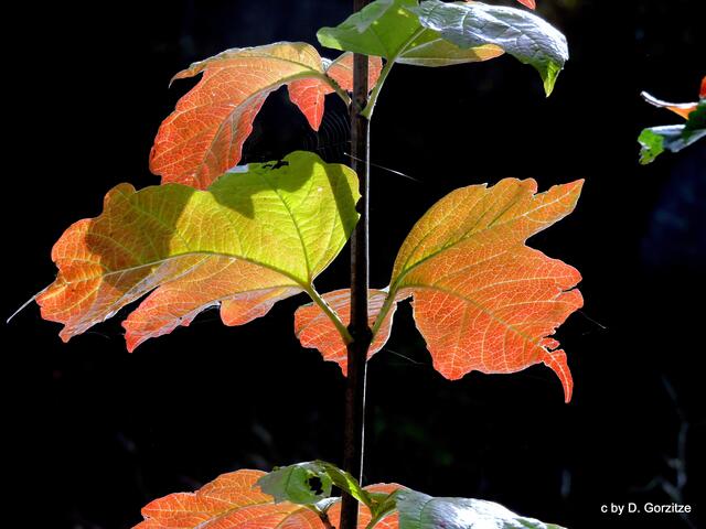 Herbst am Schlangenweiher