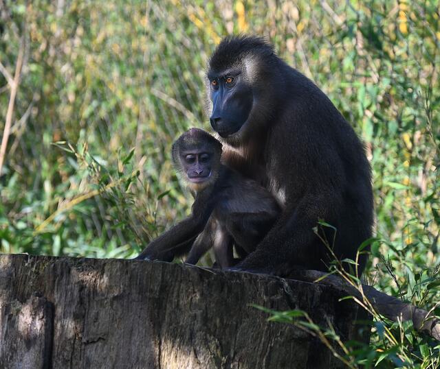 Drill-Nachwuchs im Erlebniszoo Hannover