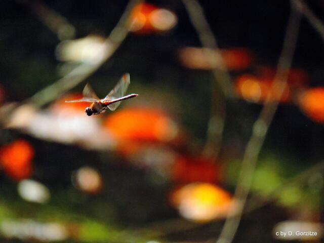 Libelle im Flug