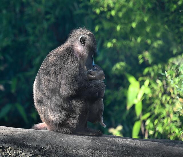 Drill-Nachwuchs im Erlebniszoo Hannover