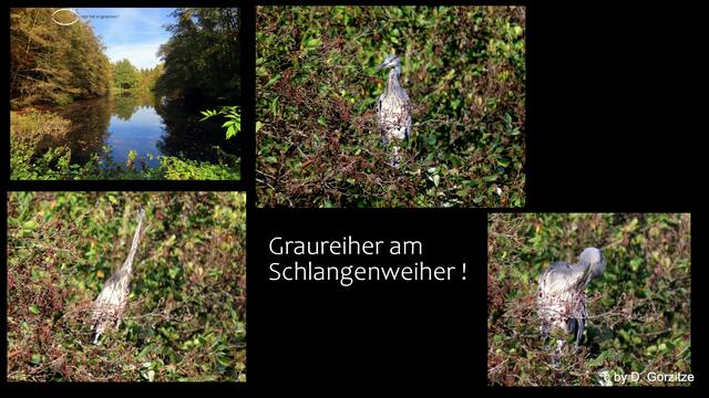 Auch ein Graureiher zeigte sich zwei mal !