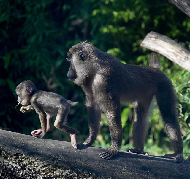 Drill-Nachwuchs im Erlebniszoo Hannover