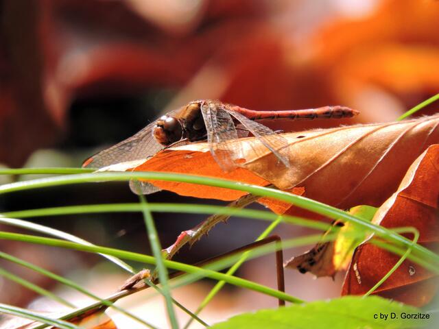 Herbst am Schlangenweiher