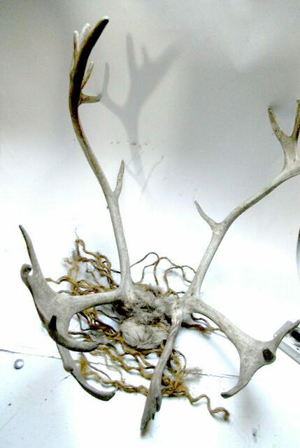 mesolithische Geweihkalotte aus der Lausitz (Replikat)