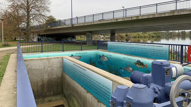 In der Nähe der Hochbrücke befindet sich der neugestaltete Mäanderfischpass direkt an der Rostocker Straße. Foto: Helmut Kuzina