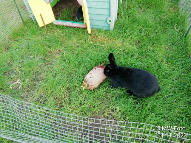 Hmmm die schmeckt - 6.11.2022 !!! Gartenschau - Sonntagsbilder 2022 !!!   Temperaturen: Früh 6:06 3,3 Grad / 11:21h 11,3° / 13:13 h 17,9° plus