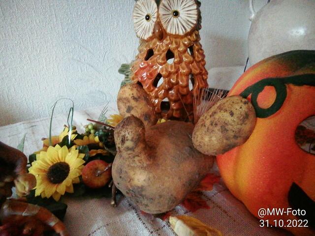Halloween Schwan -  6.11.2022 !!! Gartenschau - Sonntagsbilder 2022 !!!   Temperaturen: Früh 6:06 3,3 Grad / 11:21h 11,3° / 13:13 h 17,9° plus