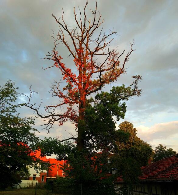 Abendstimmung im Stadtpark Langenhagen