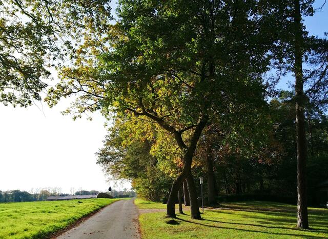 Zweistämmiger Baum? Es sind tatsächlich zwei hintereinander stehende Bäume.
