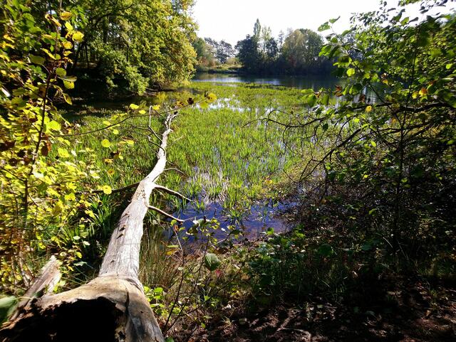 Wasserpflanzen fühlen sich schon heimisch.