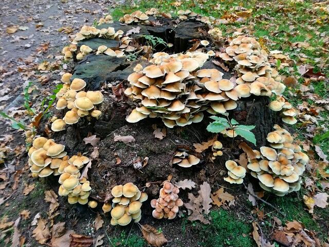 Neues Leben auf dem Baumstumpf