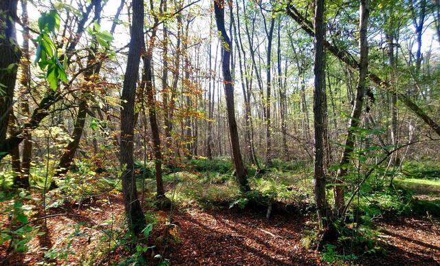 Die Landschaft um die Mühle herum ist vielseitig.