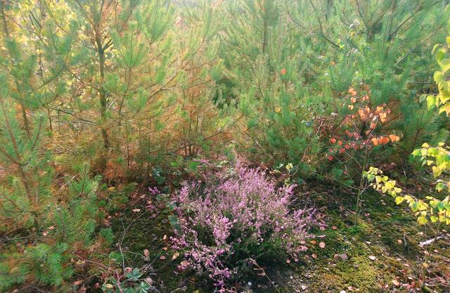 Kiefern, Laubbäume und etwas Heide geben sich am Grubenrand ein Stelldichein.