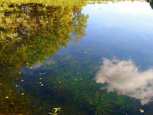Leben unter und auf dem Wasser mit Spiegelungen