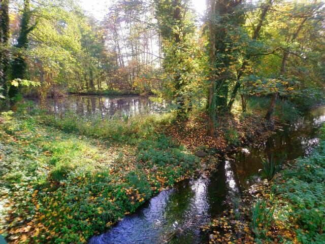 Mühlenteich der Wassermühle Laderholz