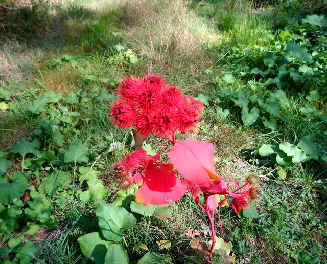 Im Kananoher Forst gesehen