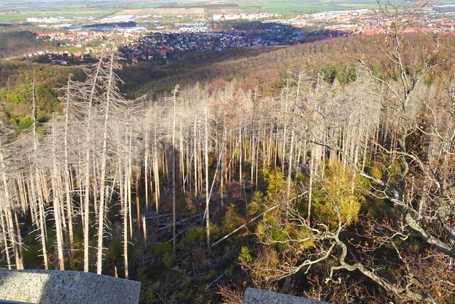 Blick vom Kaiserturm nach Wernigerode , im Vordergrund der sogenannte Silberwald (abgestorbener Fichtenwald)