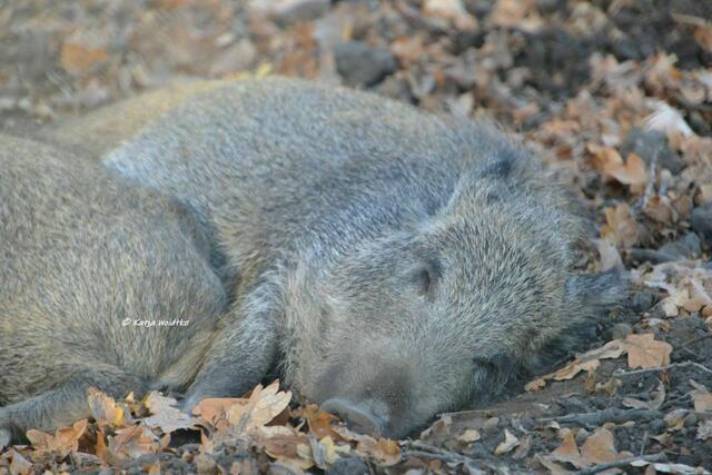 Parks und Gärten in Hannover - Herbstzauber im Tiergarten: Schlummernde Wildschweine (Sus scrofa)(Foto: Katja Woidtke)