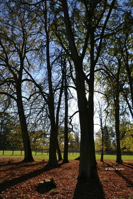 Parks und Gärten in Hannover - Herbstzauber im Tiergarten: Hinter den Schatten wartet die Sonne (Foto: Katja Woidtke)