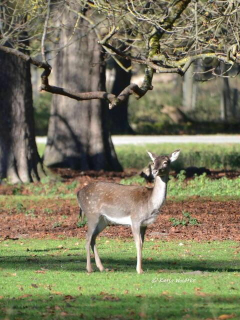 Parks und Gärten in Hannover - Herbstzauber im Tiergarten: Damwild (Dama dama) (Foto: Katja Woidtke)