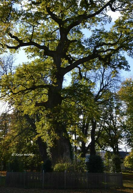 Parks und Gärten in Hannover - Herbstzauber im Tiergarten: 1000-jährige Eiche (Foto: Katja Woidtke)