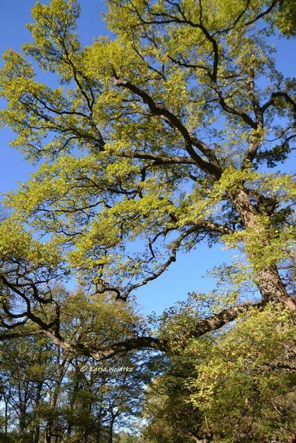 Parks und Gärten in Hannover - Herbstzauber im Tiergarten (Foto: Katja Woidtke)