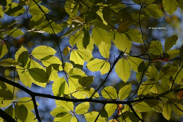 Parks und Gärten in Hannover - Herbstzauber im Tiergarten: Lichtspiele im Herbstlaub (Foto: Katja Woidtke)