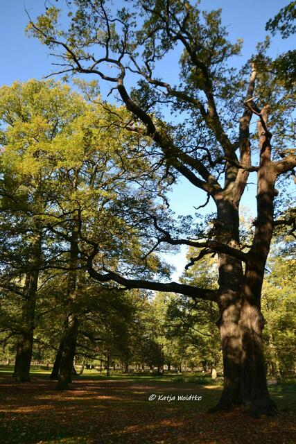 Parks und Gärten in Hannover - Herbstzauber im Tiergarten: Baumriesen (Foto: Katja Woidtke)
