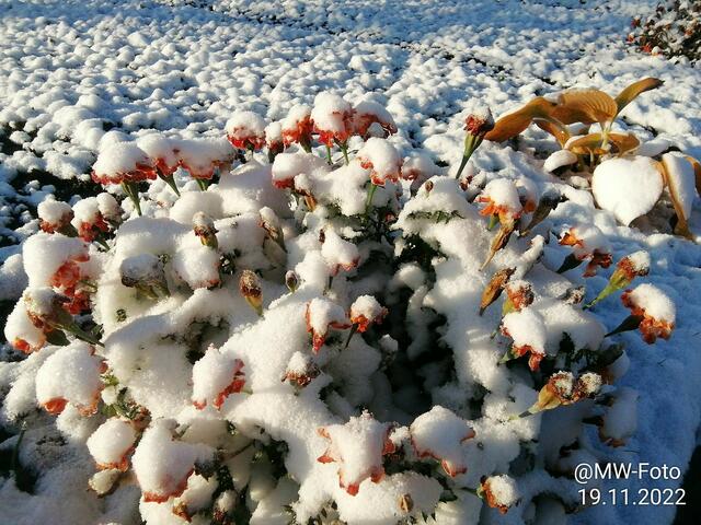 Eisblumen 2 - 20.11.2022 !!! Gartenschau - Samstag-Sonntagsbilder 2022 !!!    Temperaturen: Früh 5:08 9,3 Grad minus / 11:09h 5,3° minus / 13:22 h 1,9° plus