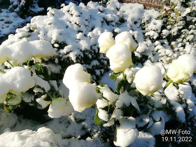 Eisblumen 7 - 20.11.2022 !!! Gartenschau - Samstag-Sonntagsbilder 2022 !!!    Temperaturen: Früh 5:08 9,3 Grad minus / 11:09h 5,3° minus / 13:22 h 1,9° plus