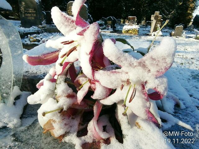 Eisblumen 3 - 20.11.2022 !!! Gartenschau - Samstag-Sonntagsbilder 2022 !!!    Temperaturen: Früh 5:08 9,3 Grad minus / 11:09h 5,3° minus / 13:22 h 1,9° plus