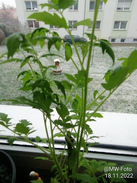 Weihnachtstomaten 2 -  20.11.2022 !!! Gartenschau - Samstag-Sonntagsbilder 2022 !!!    Temperaturen: Früh 5:08 9,3 Grad minus / 11:09h 5,3° minus / 13:22 h 1,9° plus