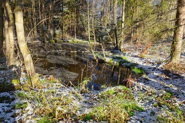 die kleine Teichstelle am Waldweg ist glücklicherweise immer noch vorhanden