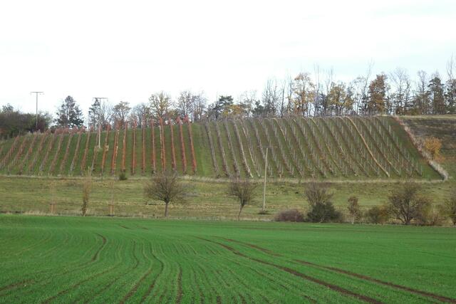 Weinberge in Quedlinbrg
