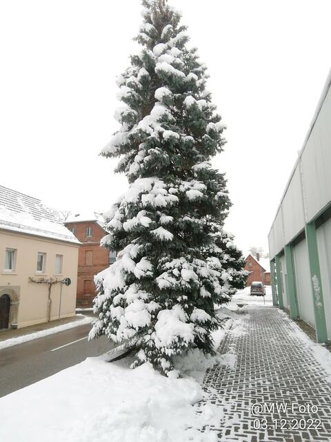 Oh Tannenbaum - 4.12.2022 !!! Gartenschau -Sonntagsbilder 2022 !!!  Temperaturen: Früh 6:11 0,7 Grad minus / 11:01h 2,3° plus / 13:22 h 4,9° plus