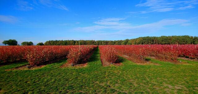 Heidelbeerfeld mit Herbstlaub