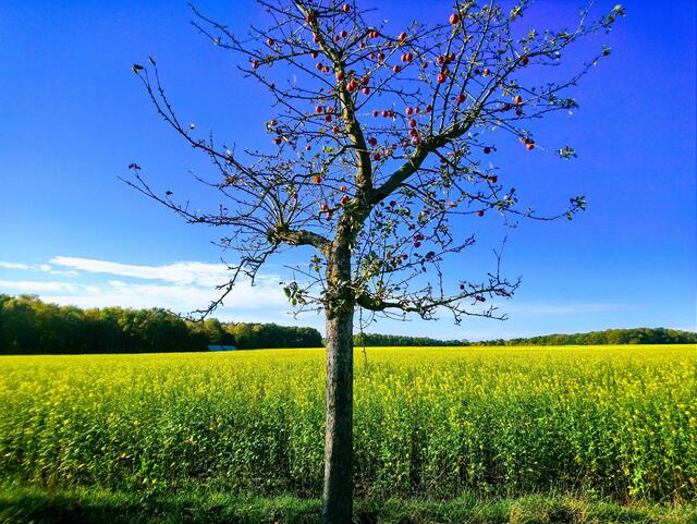 Kaum zu glauben, dass schon November ist! Rote Äpfel, leuchtender Raps (oder Senf) und blauer Himmel machen die Wanderung zu einem schönen Erlebnis.