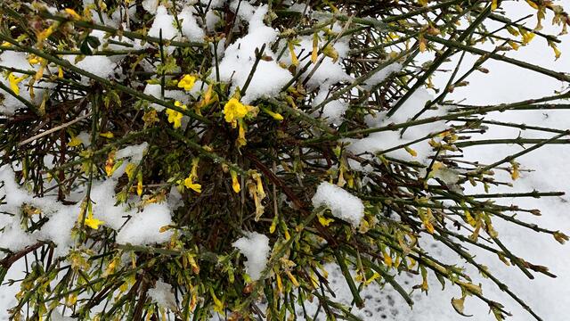 Winterjasmin sticht aus der Schneedecke heraus. Foto: Helmuz Kuzina
