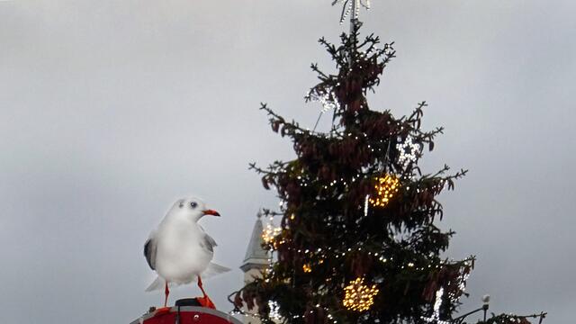 In der Nähe des Weihnachtsbaums. Foto: Helmut Kuzina