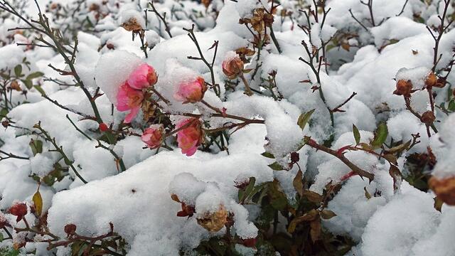 Essigrosen unter der leichten Schneedecke. Foto: Helmut Kuzina