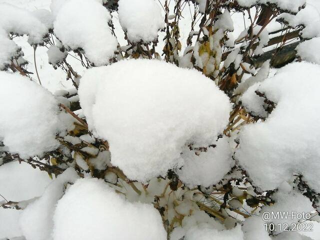 Fette Henne - 11.12.2022 !!! Weihnachtsmarkt / Gartenschau - Sonntagsbilder 2022 !!!  Temperaturen: Früh 6:01 2,7 Grad minus / 11:01h 1,3° plus / 13:22 h 4,9° plus