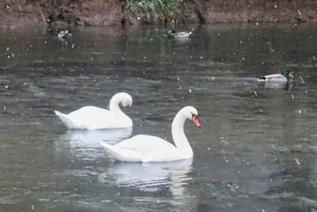 Schwäne auf der Bode