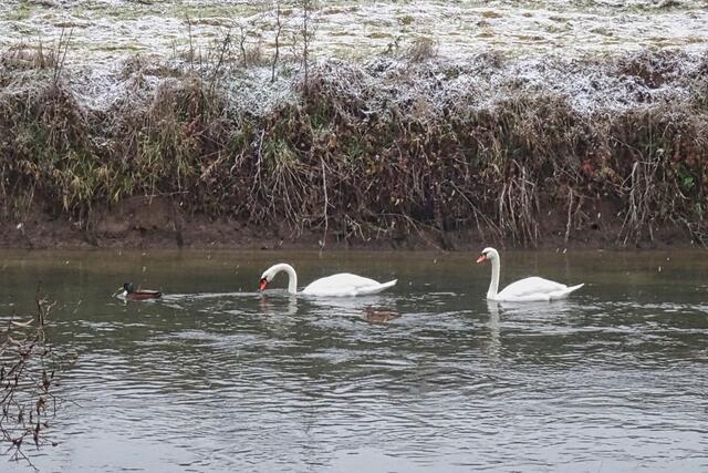 Schwäne auf der Bode