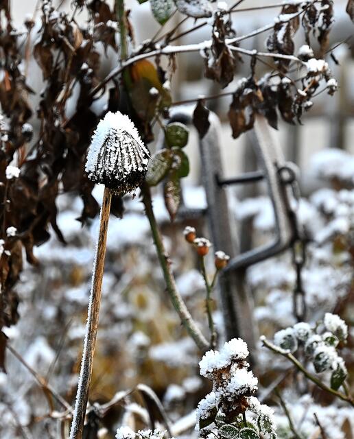 Vor allem im Erlebniszoo Hannover war sogar noch um die Mittagszeit eine eisige Pracht zu bewundern - und zu fotografieren. | Foto: Jens Schade