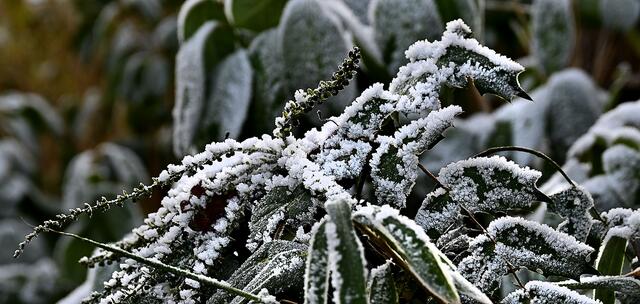 Schöne Strukturen - beim nächsten Mal nehme ich ein Makroobjektiv mit. | Foto: Jens Schade