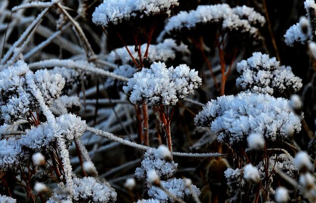 Die Natur als Künstlerin: sie spielt mit Raureif zur Freude des Fotografen. | Foto: Jens Schade