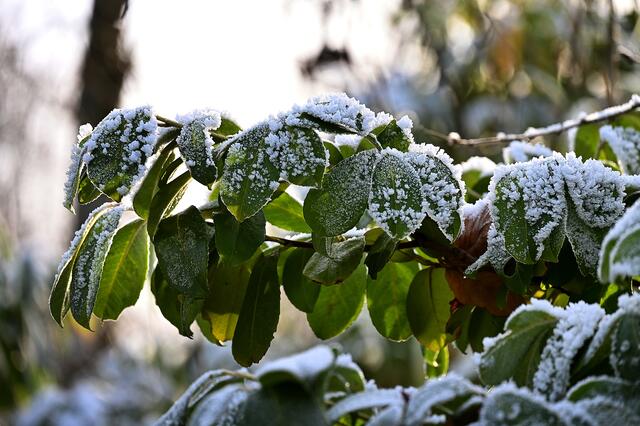 Grün-Weiß sind die Farben | Foto: Jens Schade