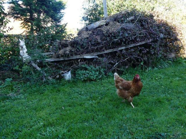 Totholz Eiche | Foto: Mozartschule Gersthofen